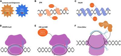 Gene regulatory and gene editing tools and their applications for retinal diseases and neuroprotection: From proof-of-concept to clinical trial